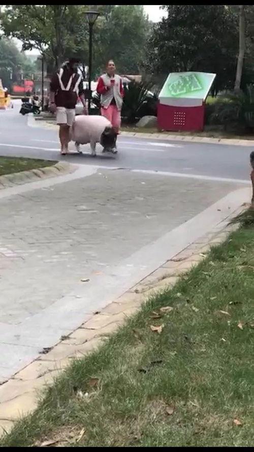 刘先生最新爆料直播视频,最新爆料视频深度解析 第3张 刘先生最新爆料直播视频,最新爆料视频深度解析 第3张